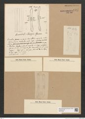 Diatomeae indet. Zeichnungen Sammlung Grunow Nr. 6597 (NHMW-BOT-W0375348)